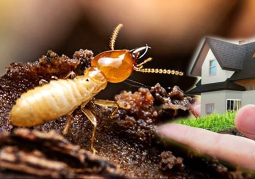 Building A Greener Future: Why Pest Control Is Key To Sustainable Housing In Las Vegas