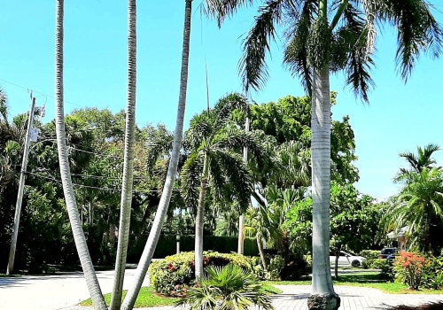 Perks Of Hiring A Tree Care Service Provider In Pembroke Pines, Florida, With Expertise In Handling Seasonal Tree Trimming