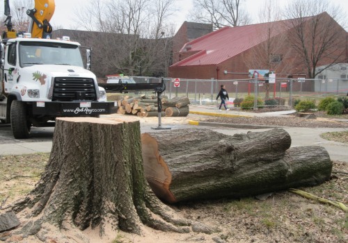 Why Choosing A Tree Service Company Is Essential For Sustainable Housing In Louisville